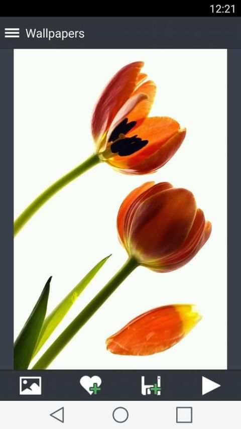 Flower Wallpapers 2 تصوير الشاشة