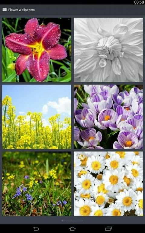Flower Wallpapers 9 تصوير الشاشة