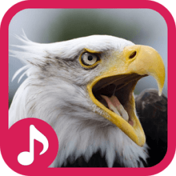 Eagle Sound Effect &amp; Ringtone أيقونة
