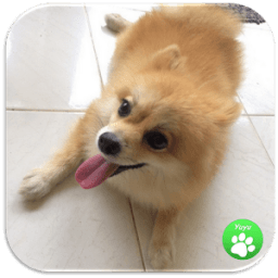 Dog Names: Dog Breeds Games icon