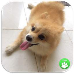 Dog Breeds Games 1.0