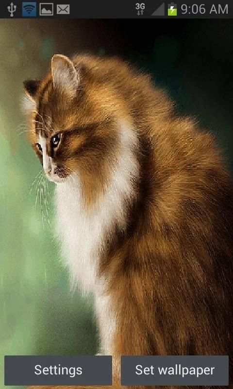 Brown Cat Live Wallpaper screenshot 3