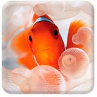Clown Fish Live Wallpaper on 9Apps
