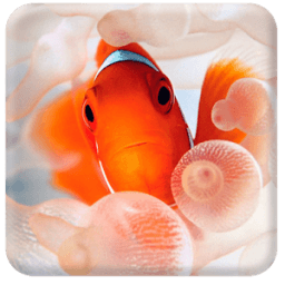 Clown Fish Live Wallpaper أيقونة