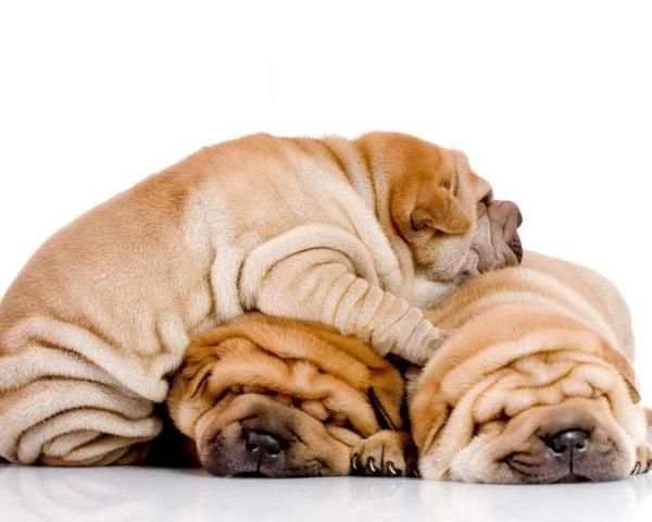 Shar Peis Wallpapers screenshot 2