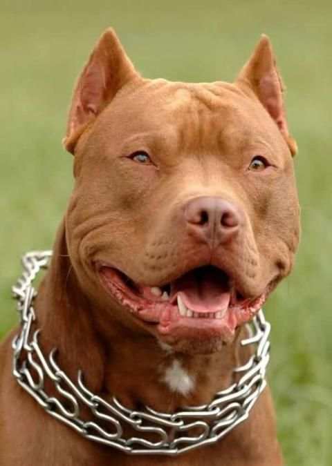 Pitbull wallpapers screenshot 5