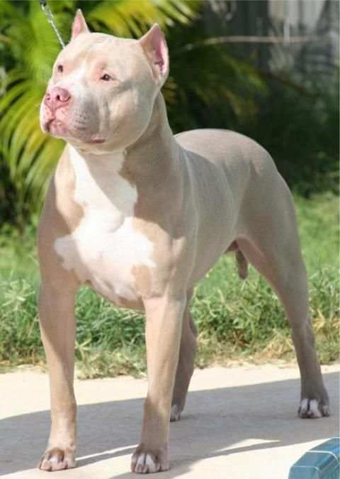 Pitbull wallpapers screenshot 3