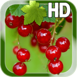 Berry Live Wallpaper أيقونة
