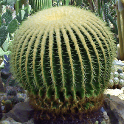 Cactus Wallpaper أيقونة