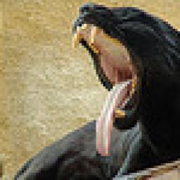 Animals : Black panter icon