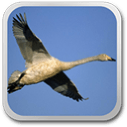 Flying birds 2 live wallpaper icon