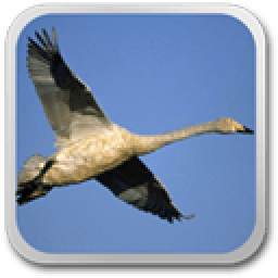 Flying birds 2 live wallpaper 1.0
