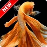 Betta Fish Wallpaper on 9Apps