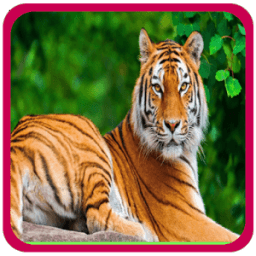 Animal sounds for Kids أيقونة