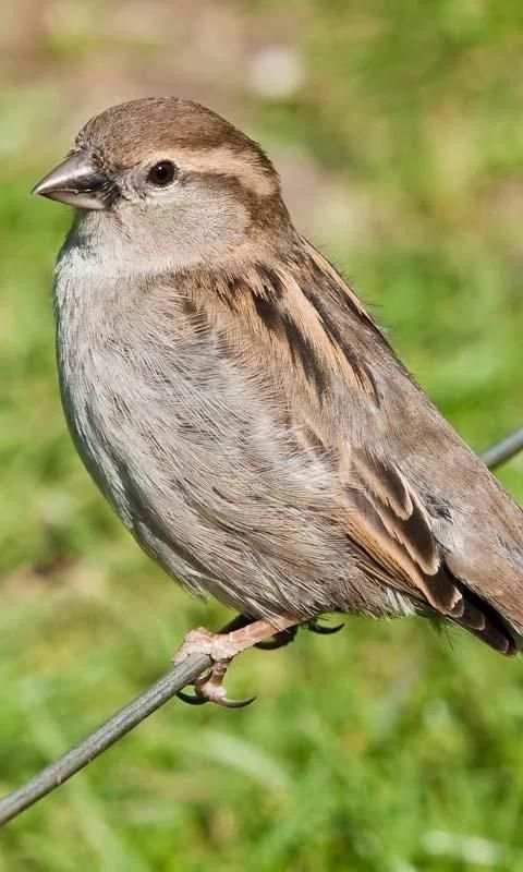 Talking Sparrow Free LWP स्क्रीनशॉट 1
