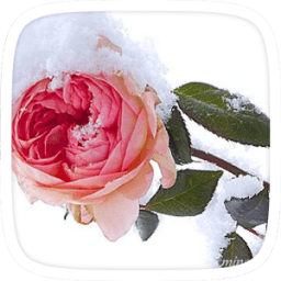 Snow Rose Theme icon