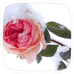 Snow Rose Theme 1.0.0
