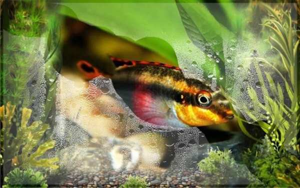 Fishes Aquarium 6 تصوير الشاشة