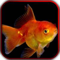 3D Fishes Video Live Wallpaper