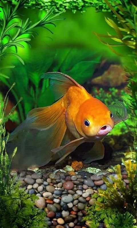 Fishes Aquarium 1 تصوير الشاشة
