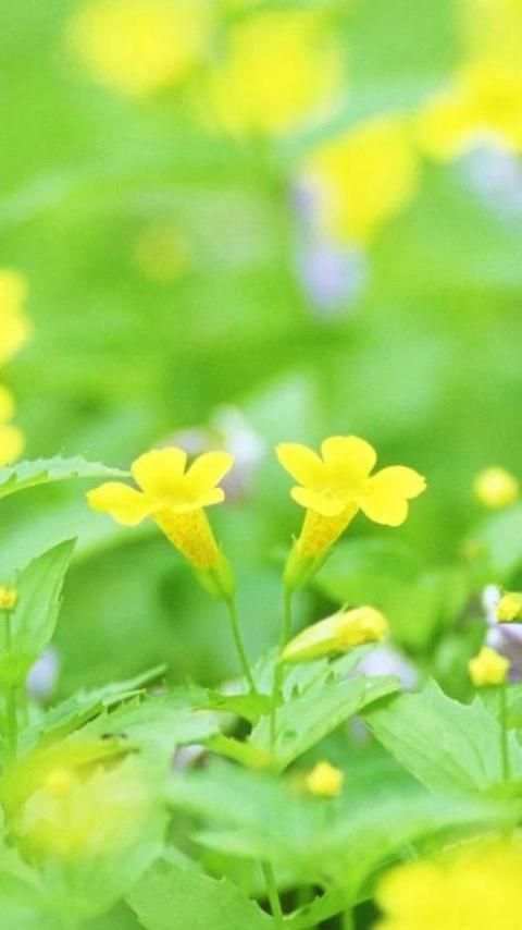 Wallpaper Galaxy S6 10 تصوير الشاشة