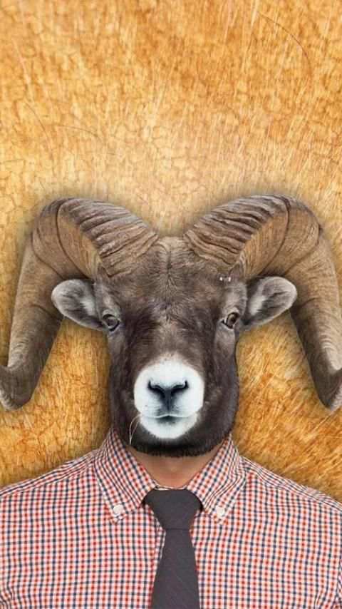 Animal Face Photo Editor 4 تصوير الشاشة