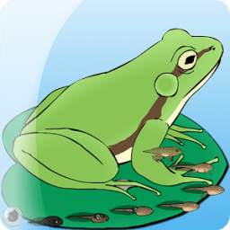 My Pet Frog