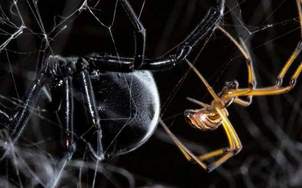 Black Widow Live Wallpaper screenshot 3