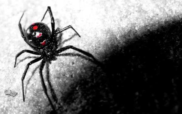 Black Widow Live Wallpaper screenshot 2