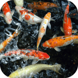 Koi Underwater Live Wallpaper أيقونة