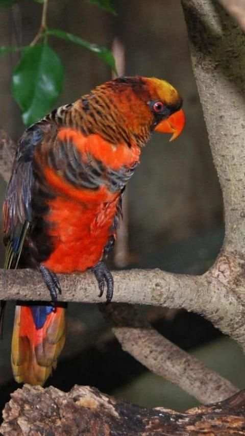 Beautiful Birds Wallpapers3 HD скриншот 8