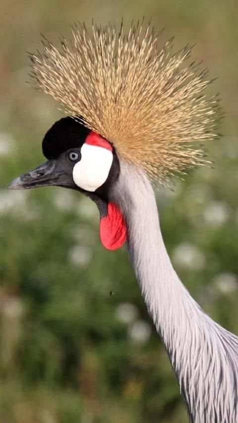 Beautiful Birds Wallpapers3 HD स्क्रीनशॉट 3