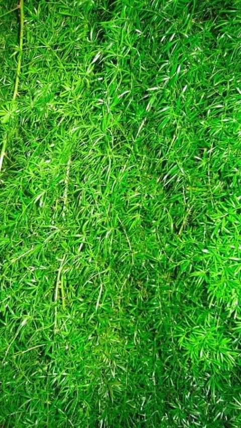 HD Backgrounds(Wallpaper) screenshot 8