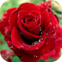 Multicolored Roses icon