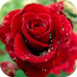 Multicolored Roses 1.1.1