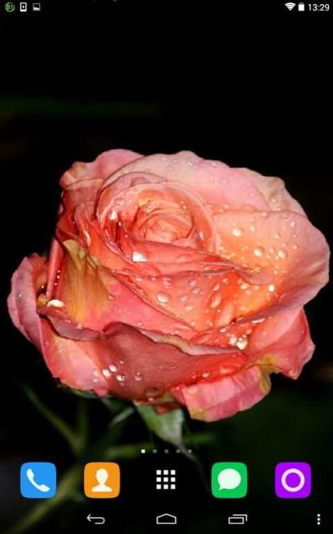 Multicolored Roses screenshot 1