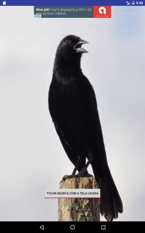 Canto Pássaro Preto (Melro) скриншот 1