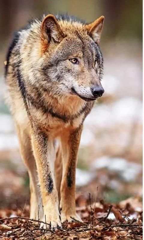 Wolves Sounds live wallpaper 4 تصوير الشاشة