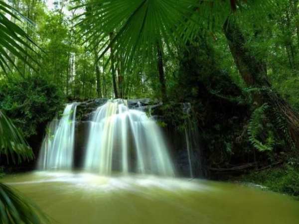 Jungle HD Wallpaper скриншот 2