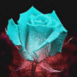 Color Changing Rose Live Wallpaper icon