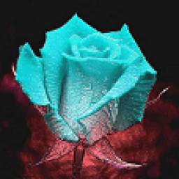 Color Changing Rose Live Wallpaper 26