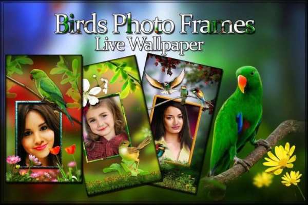 Birds Photo Frames LWP स्क्रीनशॉट 2