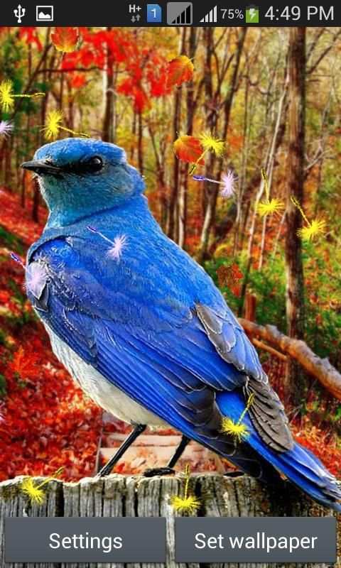 Cute Birds Live Wallpaper 3 تصوير الشاشة