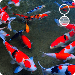 Koi live wallpaper icon