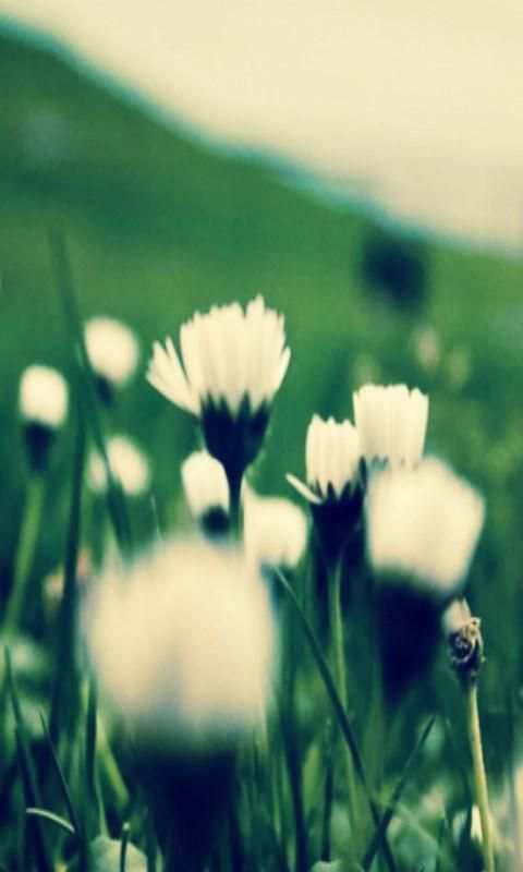 Blur Background DSLR screenshot 1