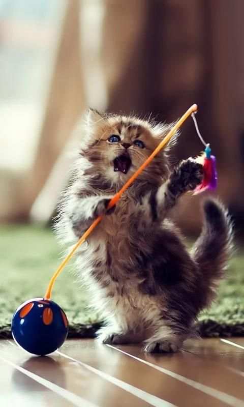 dancing cat live wallpaper screenshot 4