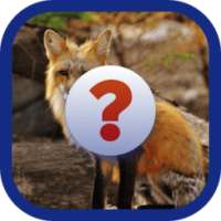 Animal Quiz