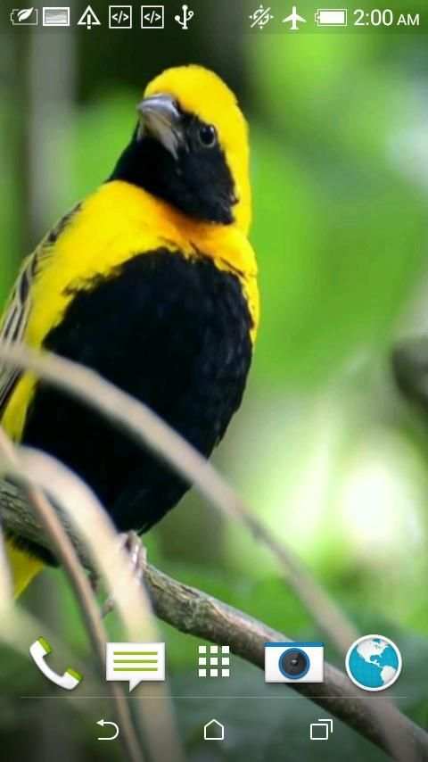 Birds 3D Video Live Wallpaper screenshot 4