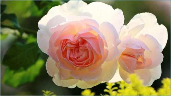 Rose Flower Wallpapers screenshot 8