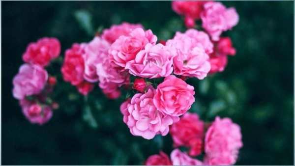 Rose Flower Wallpapers screenshot 7
